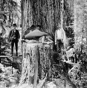 The California Wood Harvesting Company